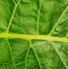 Cellular Wellness Leaf